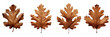 Set of a brown oak leaf isolated on white, in the style of A Ndi Fairhurst, Daniel ashram on a Transparent Background