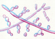 Microscopic fungi Trichosporon, hand-drawn watercolor illustration showing septate hyphae, pseudohyphae, and blastoconidia. Causes white piedra, superficial, invasive infections.