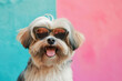 © tonstock - dog wearing sunglasses on pastel background.