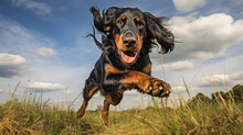 Dog, Gordon Setter Running On A Grass 