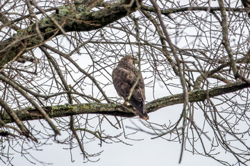 Wall Mural - the common buzzard a medium to large bird of prey perched in a tree