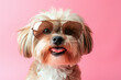 © tonstock - dog wearing sunglasses on pastel background.