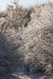 Fototapeta Motyle - snow-covered tree branches in the winter forest