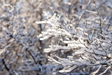 Fototapeta Motyle - snow-covered tree branches in the winter forest
