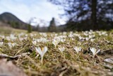 Fototapeta Zachód słońca - Frühling und Frühlingsblumen in den Bergen