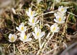 Fototapeta Zachód słońca - Frühling und Frühlingsblumen in den Bergen
