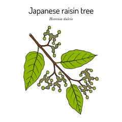 Japanese raisin tree (Hovenia dulcis), edible and medicinal plant