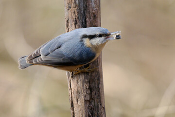 Wall Mural - The Eurasian nuthatch (Sitta europaea) with a sunflower in its beak sitting on a tree branch