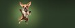 A chihuahua jumping into the air got at the apex of their jump, with great expression of exuberance and joy as well as anticipation.  green background, 
