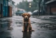 Stray homeless dog Sad abandoned hungry puppy sitting alone in the street under rain Dirty wet lost