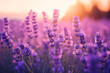 © Asya_AI - Close up shot of lavender flowers. MacroGeneration AI