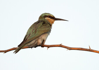 Blue-cheeked bee-eater perched on acacia tree