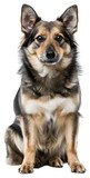 Fototapeta Zwierzęta - Swedish Vallhund dog, full body.