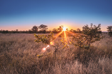 Travelling through a dry bushveld landscape covered in mopani and acacia trees at sunset, Kruger National Park, South Africa