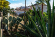 Cacti and palm trees growing in the garden of the house. White houses in towns by the road.