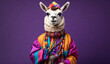 Lama wearing colorful clothes on parpal background