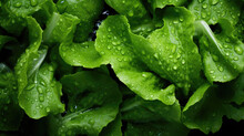 Top View Of Wet Fresh Green Lettuce Salad. Advertising Banner Layout For The Vegetable Department Of A Supermarket.
