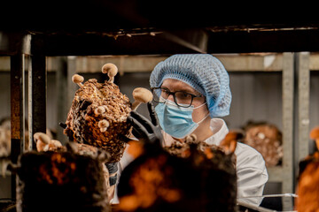Wall Mural - Masked mycologist from mushroom farm grows shiitake mushrooms Scientist examines checks mushrooms