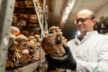 Wall Mural - A mycologist from a mushroom farm grows shiitake mushrooms A scientist examines mushrooms holding them in his hands