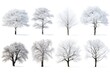 Snow-covered trees in winter set