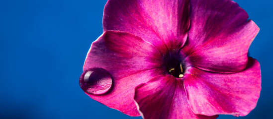 Poster - flower with rain drop - macro photo