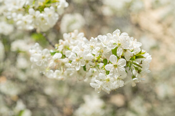 Wall Mural - spring flower blossom, macro. spring blossom flower on branch. photo of spring blossom flower