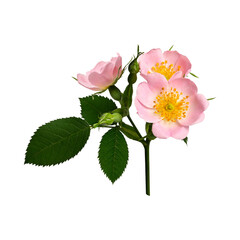 Wall Mural - Young rosehip flowers on a stem with leaves and buds isolated on a white background. Element for creating designs, cards, patterns, floral arrangements, frames, wedding cards and invitations.