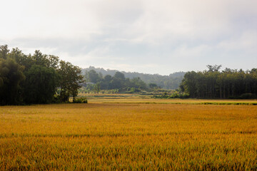 Wall Mural - Agriculture concept, Landscape view of yellow golden rice plantation with mist and fog as background, The ears of paddy in the rice field with morning dew, Countryside farm in the northern of Thailand