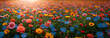 Colorful spring flowers in the sun. Various colored. Summer alpine meadow with colorful wildflowers. Camera moves among grass and colorful flowers, backlight, sunset. Summer alpine green flora 