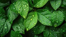 Green Leaves Background Texture Adorned With Droplets, Capturing The Tranquility And Natural Beauty Of A Rainy Day