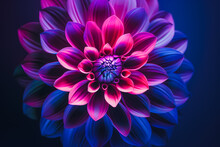 Vibrant Gradient Flower In Pink And Blue Tones. Generative AI Image