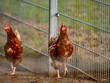 Freilaufende Hühner am Zaun