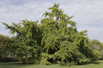 Wall Mural - ginkgo biloba dans un parc