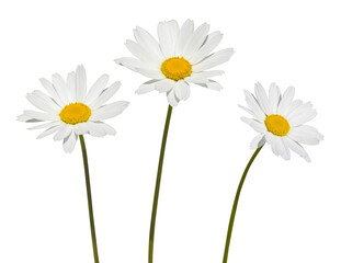 Wall Mural - Anthemis blanche	