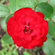 Red rose flower on a garden background