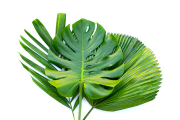 Wall Mural - Monstera with palm leaves on white background.