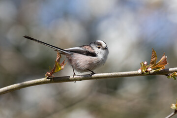 Wall Mural - little tit 