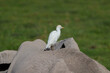 white great egret sits on the back of an elephant