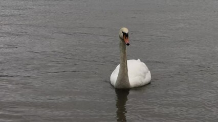 Wall Mural - Mute swan (Cygnus olor) on the water