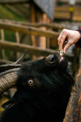 Man feeding black goat at petting zoo or farm