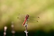Männliche, große Heidelibelle mit ausgebreiteten Flügeln, Sympetrum striolatum, rote Libelle sitzt auf einem Halm, detailed high resolution makro close-up