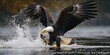 A powerful bald eagle swoops down and catches a fish in the water. Perfect for nature enthusiasts and wildlife photographers