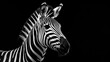 A black and white photo of a zebra. Suitable for nature, wildlife, or animal-themed designs