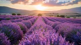Fototapeta Lawenda - Panoramic view of blooming lavender fields and rolling hills.