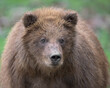 Brown bear cub close up portrait