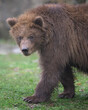 Brown bear cub close up portrait