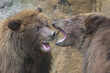 Two brown bear cubs closeup fighting and playing