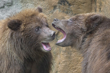 Wall Mural - Two brown bear cubs closeup fighting and playing