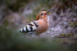 Eurasian Hoopoe (Upupa epops) catching a worm on the grass
