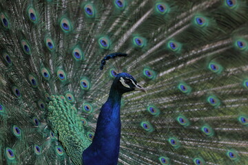 Peacock 2